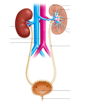 Kidney scheme